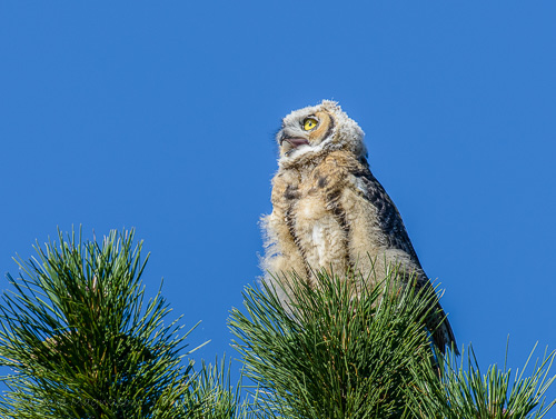 Calling Young Great Horned Owl