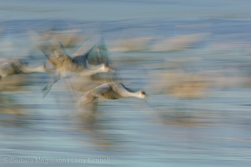Sandhill Crane in flight