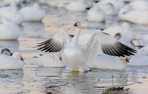 Getting ready for the day a snow goose stretches.