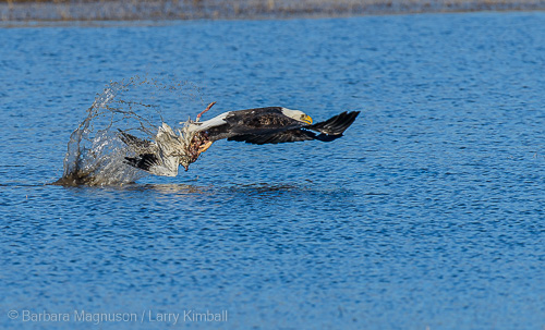 Eagle trying to move goose carcass to dry land