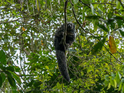 Equatorial Saki Monkey, photographed from canoe in Yasuni National Park, Ecuador