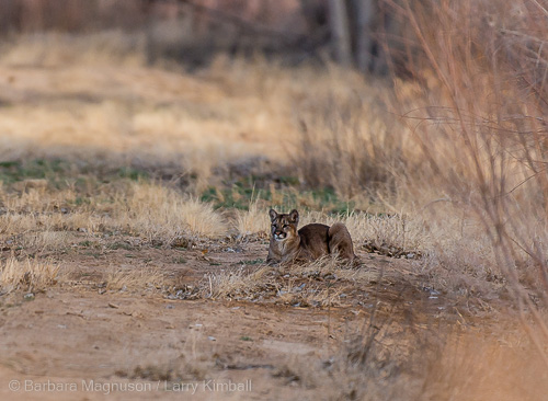 Mountain Lion loafing on refuge service road.