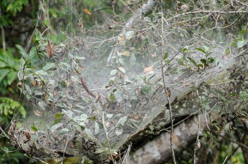 Communal or social spider web. These are huge aggregations of small spiders, this web is about 6+ feet by 5+ feet and several feet thick.