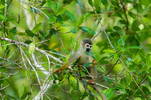 The Common Squirrel Monkey travels in noisy groups, constantly on the move, foraging along forest edges.