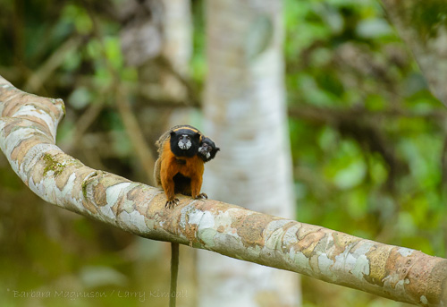 Golden-mantle Tamarin young travel on the back of a male. 