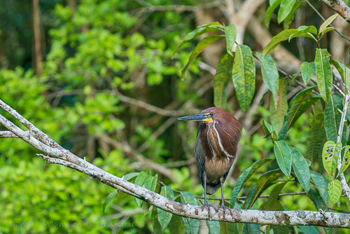 Rufescent Tiger-Heron along blackwater creek, Yasuni.