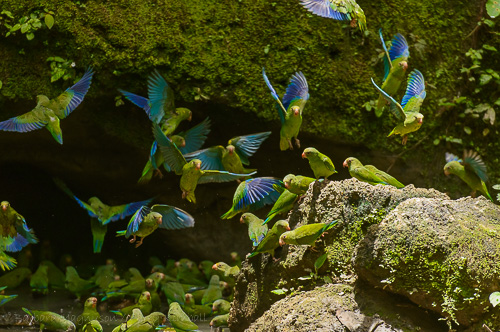 Cobalt-Winged Parakeets gather at mineral seep in Yasuni National Park.