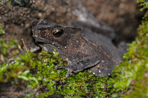 Crested Forest Toad, one of many amphibian and reptile species seen in Yasuni. 