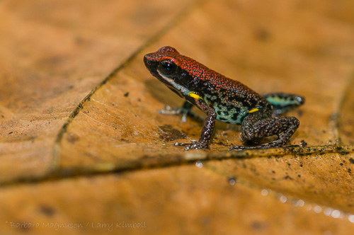 Ecuadorian Poison Frog 
