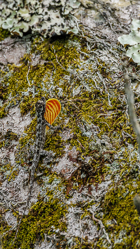 Perfect camouflage blown by territorial display. Anolis ortonii.