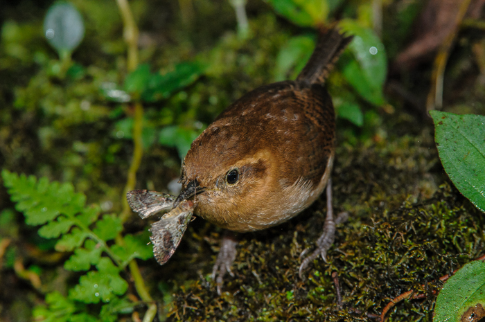 Mountain Wren, with thousands of species, moths are a staple for insect eating birds.