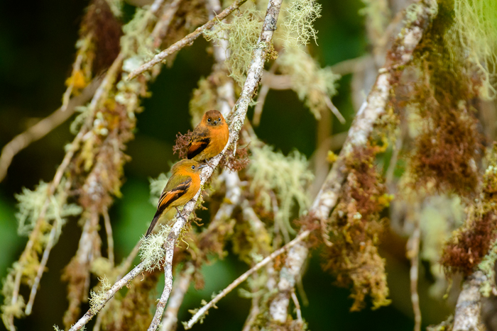 Cinnamon Flycatcher, the cutest flycatcher you will ever see.