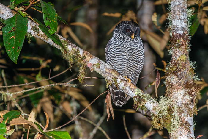 San Isidro Owl [Ciccaba sp. ?]
