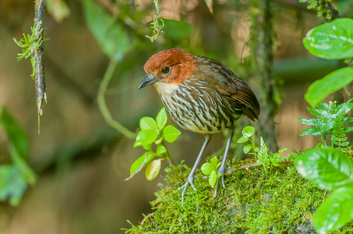 Chestnut-Crowned Antpitta, seldom seen forest floor dweller, whistled out of hiding.