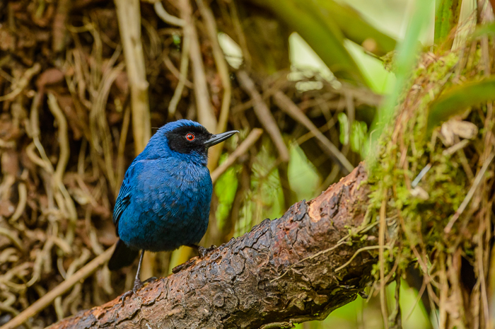 Masked Flowerpiercer