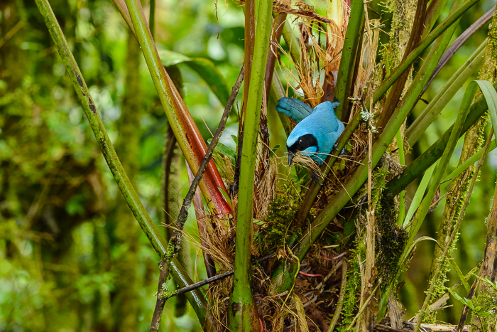 Turquoise Jay, from the chilly Guango Lodge.