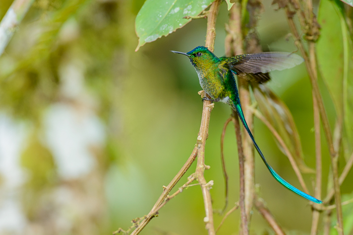 Long-Tailed Sylph Hummingbird