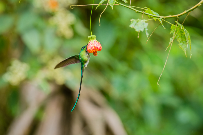 Long-Tailed Sylph Hummingbird.