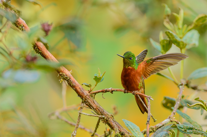 Chestnut-Breasted Coronet Hummingbird. The Coronets leave their wings extended briefly after landing.