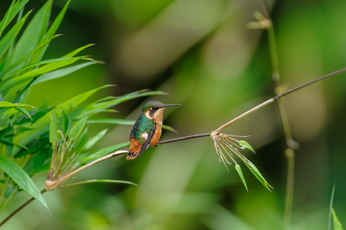 Gorgeted Woodstar Hummingbird