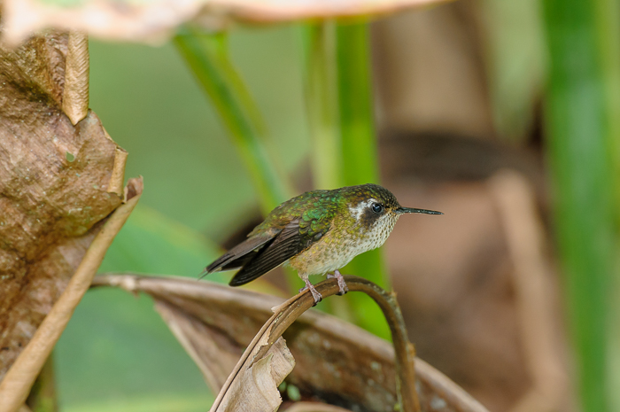 Speckled Hummingbird