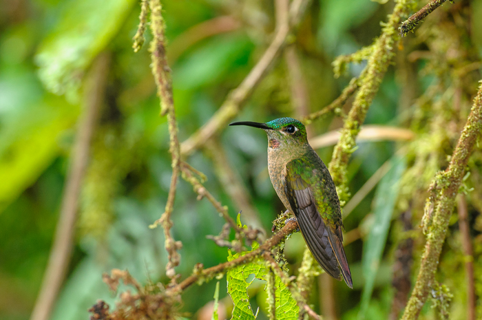 Fawn-breasted Brilliant Hummingbird