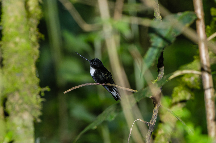 Collared Inca Hummingbird