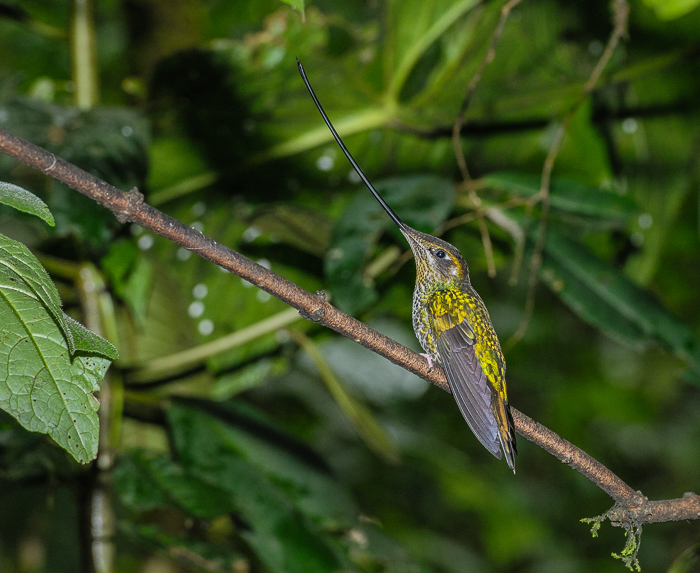 Sword-billed Hummingbird