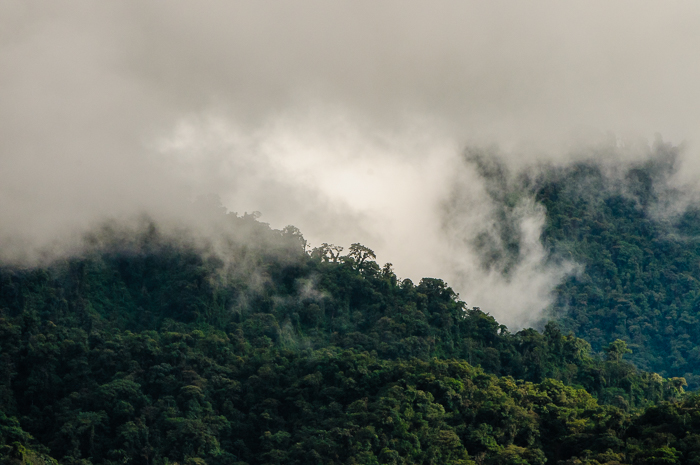 Driving into the Cosanga Valley, the forest breathes.