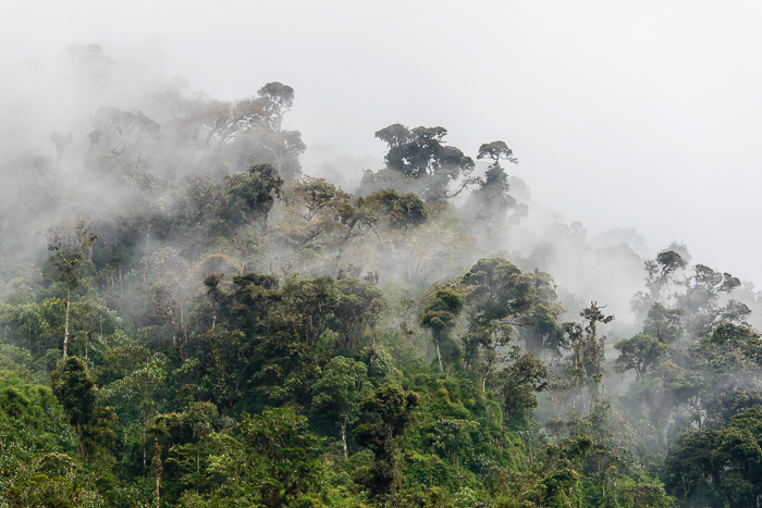 Cloud forest from guango Lodge.
