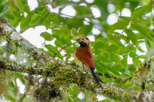 Crimson-Mantled Woodpecker [Colaptes rivolii]; male