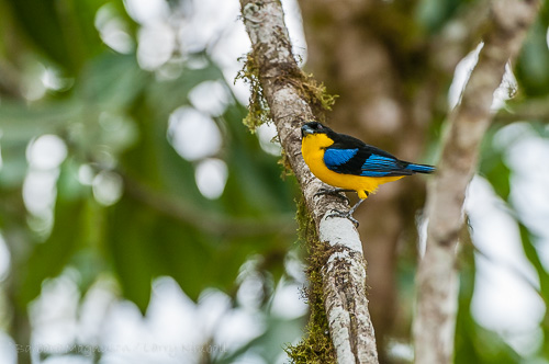Blue-Winged Mountain Tanager [Anisognathus somptuosus]