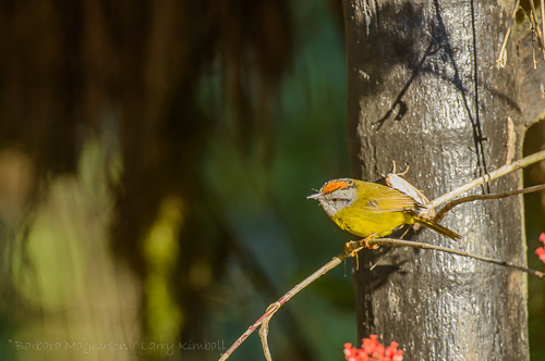 Russet-Crowned Warbler [Basileuterus coronatus ssp. elatus]