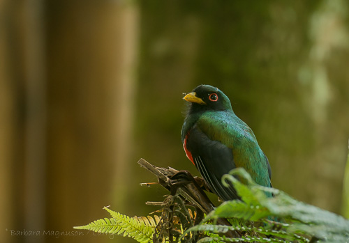 Masked Trogon [Trogon personatus ssp. assimilis] male