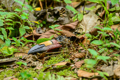 Plate-Billed Mountain-Toucan [Andigena laminirostris]