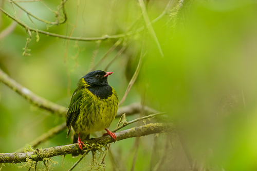 Green-and-Black Fruiteater [Pipreola riefferii] male