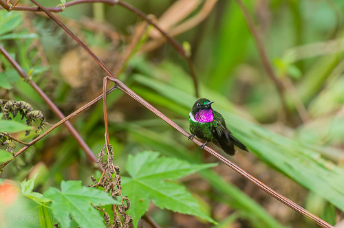 Gorgeted Sunangel Hummingbird [Heliangelus strophianus] male