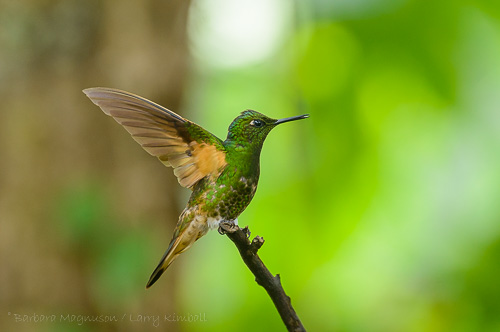 Buff-Tailed Coronet Hummingbird [Boissonneaua flavescens]