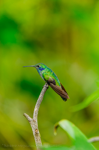 Sparkling Violetear [Colibri coruscans]