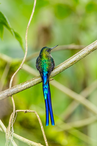 Violet-Tailed Sylph [Aglaiocercus coelestis ssp. coelestis] male