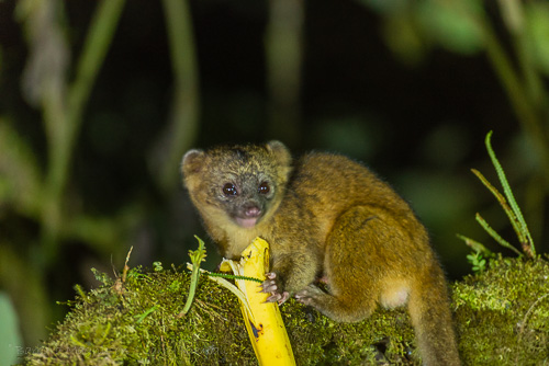 Olinquito [Bassaricyon neblina]