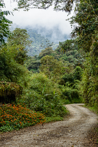 road through cloud forest