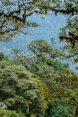 Cloud forest