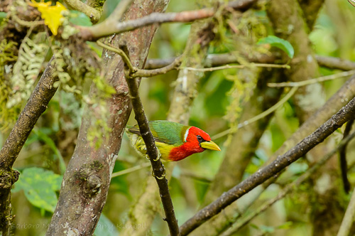 Red-Headed Barbet [Eubucco bourcierii] male