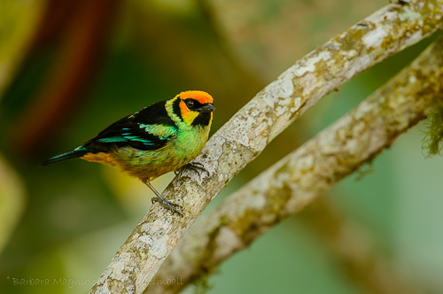 Golden Tanager [Tangara arthus]