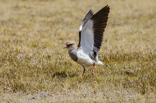 Andean Lapwing [Vanellus resplendens]
