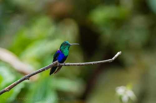 Green-Crowned Woodnymph Hummingbird [Thalurania fannyi ssp. vert