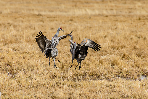 Sandhill Crane [Grus canadensis]