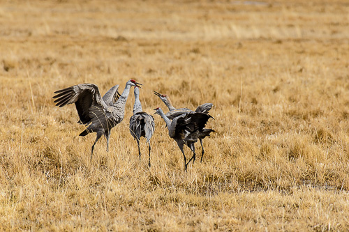 Sandhill Crane [Grus canadensis]