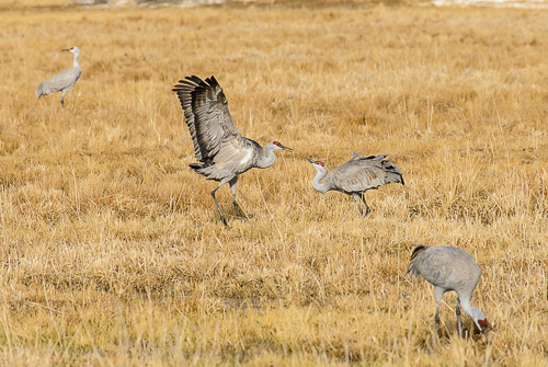 Sandhill Crane [Grus canadensis]